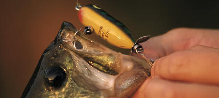 How To Land Summer Bass