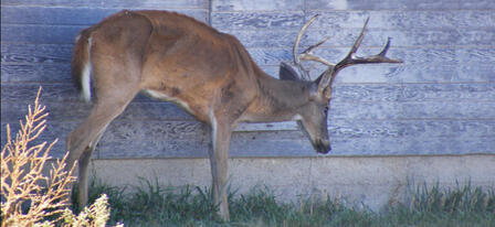 Ten Deer Test Positive for CWD in 2014-2015
