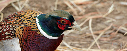 PUBLIC MEETINGS TO DISCUSS PHEASANTS