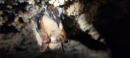 Fungus That Causes White-nose Syndrome In Bats Spreading In Kansas Fungus That Causes White-nose Syndrome In Bats Spreading In Kansas