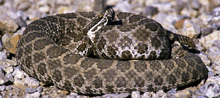 Be Snake Savvy and Be Safe In the Outdoors Be Snake Savvy and Be Safe In the Outdoors