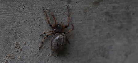 Learn About Spiders During Hands-on Evening Workshop Learn About Spiders During Hands-on Evening Workshop
