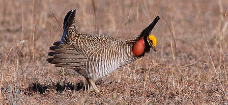 Lesser Prairie Chicken Numbers Increase Again Lesser Prairie Chicken Numbers Increase Again