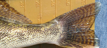 Cedar Bluff Fisheries Biologist To Host Public Meeting On Walleye Length Limits