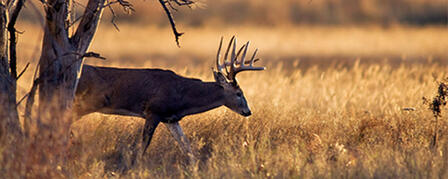 OVER-THE-COUNTER DEER PERMITS AVAILABLE AUGUST 1 OVER-THE-COUNTER DEER PERMITS AVAILABLE AUGUST 1