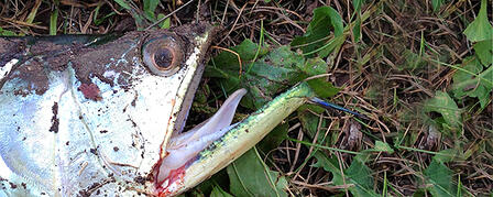 LAKE SHAWNEE ANGLER CATCHES ALIEN FISH
