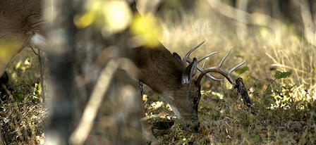 Over-The-Counter Deer Permits On Sale August 1 Over-The-Counter Deer Permits On Sale August 1