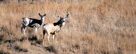 RESIDENT FIREARM EITHER-SPECIES/EITHER-SEX DEER PERMIT APPLICATION DEADLINE JULY 12 RESIDENT FIREARM EITHER-SPECIES/EITHER-SEX DEER PERMIT APPLICATION DEADLINE JULY 12