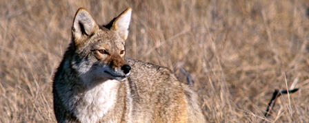 WILDLIFE, PARKS AND TOURISM COMMISSION REJECTS PROPOSED COYOTE HUNTING CHANGE WILDLIFE, PARKS AND TOURISM COMMISSION REJECTS PROPOSED COYOTE HUNTING CHANGE