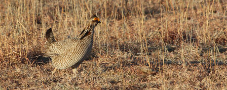 AERIAL SURVEY SHOWS LESSER PRAIRIE CHICKEN NUMBERS INCREASE AERIAL SURVEY SHOWS LESSER PRAIRIE CHICKEN NUMBERS INCREASE