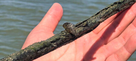 Zebra Mussels Found in Lyon State Fishing Lake Zebra Mussels Found in Lyon State Fishing Lake
