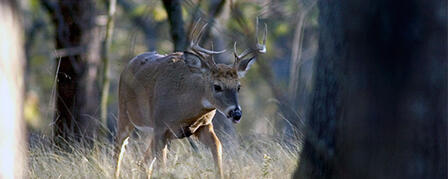 8TH ANNUAL TJ’S MEMORIAL YOUTH/DISABLED DEER HUNT SEPT. 6-7 8TH ANNUAL TJ’S MEMORIAL YOUTH/DISABLED DEER HUNT SEPT. 6-7