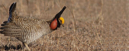 KDWPT FINDS LESSER PRAIRIE CHICKENS OUTSIDE CURRENT RANGE KDWPT FINDS LESSER PRAIRIE CHICKENS OUTSIDE CURRENT RANGE