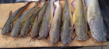 Floatline Fishing Season Opens July 15