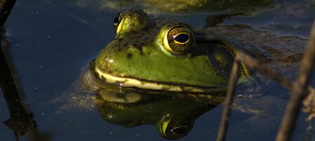 Not Too Hot For Froggin’ Not Too Hot For Froggin’