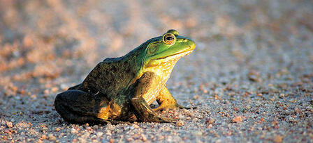 Frogging Season Underway