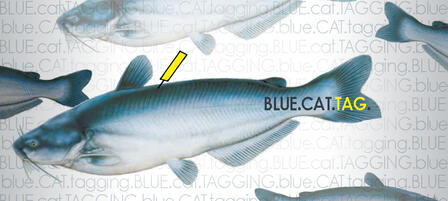 Tuttle Creek Blue Catfish Tagged For Research Tuttle Creek Blue Catfish Tagged For Research