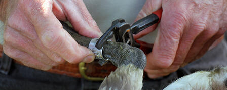 KANSAS DUCKS UNLIMITED TO HOST GREENWING GOOSE BANDING EVENT KANSAS DUCKS UNLIMITED TO HOST GREENWING GOOSE BANDING EVENT