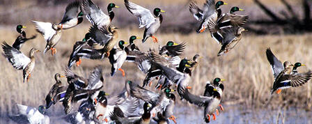 WILDLIFE, PARKS AND TOURISM COMMISSION TO SET WATERFOWL SEASONS WILDLIFE, PARKS AND TOURISM COMMISSION TO SET WATERFOWL SEASONS