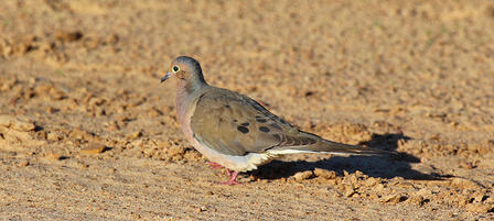 Great Dove Hunting On Public Lands Great Dove Hunting On Public Lands