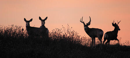 Resident Firearm Either-species Deer Permits Still Available