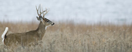 KDWPT TO HOST DEER INFORMATION NIGHTS KDWPT TO HOST DEER INFORMATION NIGHTS