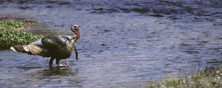 WILD TURKEY FEDERATION STATE YOUTH CAMP SEPT. 17-18 WILD TURKEY FEDERATION STATE YOUTH CAMP SEPT. 17-18