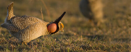 PRAIRIE CHICKEN PERMIT REQUIRED THIS FALL PRAIRIE CHICKEN PERMIT REQUIRED THIS FALL