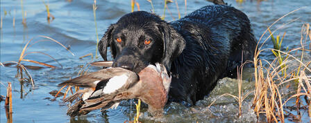 Wildlife, Parks and Tourism Commission Approves Duck and Goose Seasons Wildlife, Parks and Tourism Commission Approves Duck and Goose Seasons