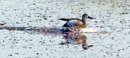 Teal Season Almost Here