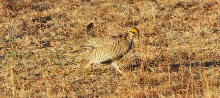 Conservation Easement Benefits Lesser Prairie Chicken Conservation Easement Benefits Lesser Prairie Chicken