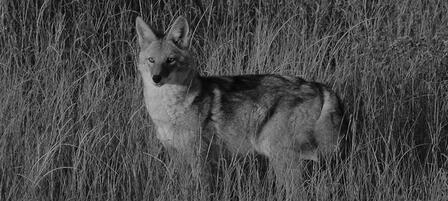 Special Equipment Approved For Hunting Coyotes at Night in Kansas Special Equipment Approved For Hunting Coyotes at Night in Kansas