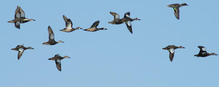 ALL WATERFOWL SEASONS SET, TEAL SEASON COMING SOON ALL WATERFOWL SEASONS SET, TEAL SEASON COMING SOON