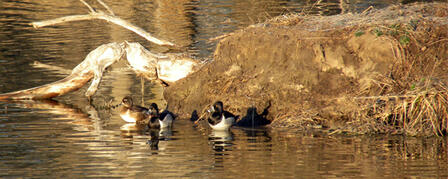 WILDLIFE, PARKS AND TOURISM COMMISSION SETS WATERFOWL SEASONS WILDLIFE, PARKS AND TOURISM COMMISSION SETS WATERFOWL SEASONS