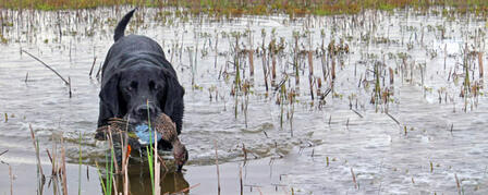 TEAL SEASON KICKS OFF SEPT. 7 TEAL SEASON KICKS OFF SEPT. 7