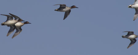 JAMESTOWN WILDLIFE AREA WATERFOWL TOUR SEPT. 6