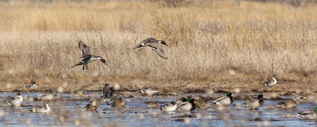 WATERFOWL DATES TO BE SET AT AUGUST 21 COMMISSION MEETING WATERFOWL DATES TO BE SET AT AUGUST 21 COMMISSION MEETING