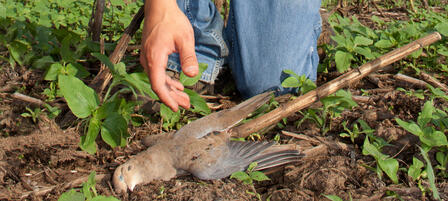 Register Now For Youth Dove Hunt at Clinton Wildlife Area Register Now For Youth Dove Hunt at Clinton Wildlife Area