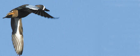 TEAL SEASON BEGINS SEPT. 10 TEAL SEASON BEGINS SEPT. 10