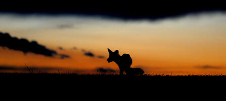 Enter Wild About Kansas Photo Contest By Nov. 4