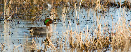 2014 KANSAS WATERFOWL SEASON OUTLOOK 2014 KANSAS WATERFOWL SEASON OUTLOOK