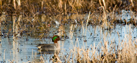 2014 KANSAS WATERFOWL SEASON OUTLOOK
