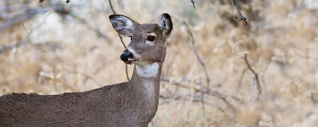DEER SEASON IS HERE