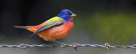 BIRDING OPPORTUNITIES PLENTIFUL DURING FALL MIGRATION BIRDING OPPORTUNITIES PLENTIFUL DURING FALL MIGRATION