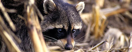 FURHARVESTER'S WORKSHOP SEPT. 21