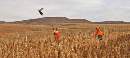 2017 Upland Bird Hunting Forecast Available 2017 Upland Bird Hunting Forecast Available