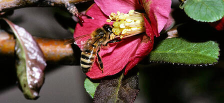 Prairie Pollinator Party at Great Plains Nature Center