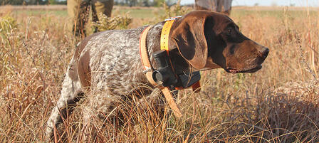 Kansas’ Upland Bird Hunting Prospects Are Good Kansas’ Upland Bird Hunting Prospects Are Good