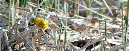KANSAS ORNITHOLOGICAL SOCIETY FALL MEETING KANSAS ORNITHOLOGICAL SOCIETY FALL MEETING
