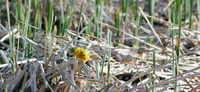 KANSAS ORNITHOLOGICAL SOCIETY FALL MEETING